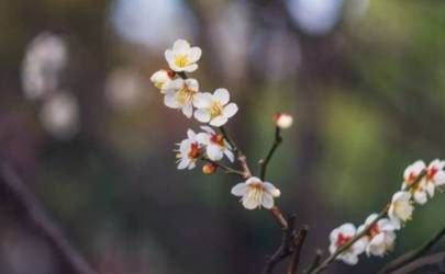 智慧线很短代表什么  手相揭秘之智慧线很短的特殊寓意插图