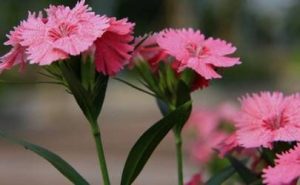 最厉害的招桃花方法 怎么催旺自己的桃花插图