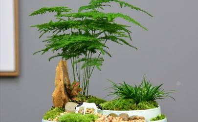 铁扫帚命 能不能守财插图
