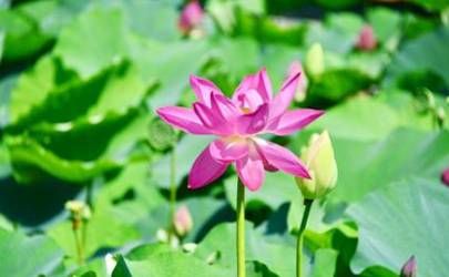 我为什么总是招烂桃花插图