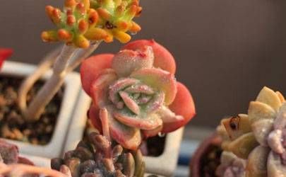 梦见吃屎是什么意思 梦见吃屎是什么预兆插图