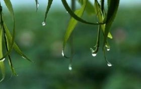 最易拈花惹草的八字命理缩略图 最易拈花惹草的八字命理