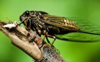 十神之间的组合、十神相互碰撞之后产生的结果和现象插图