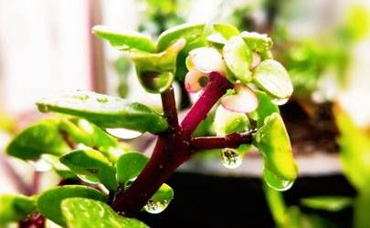 清明节的几大风水禁忌插图