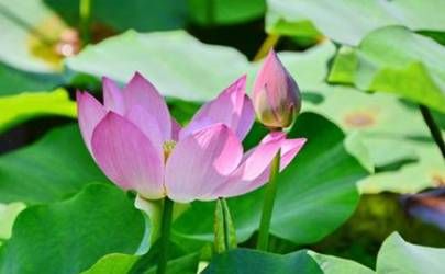 家中红包风水摆位有何要求 枕头钱包都可以插图