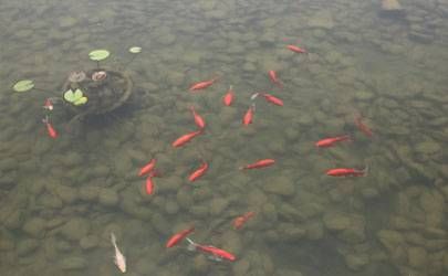 农历十月属什么生肖 十月出生的人命运插图