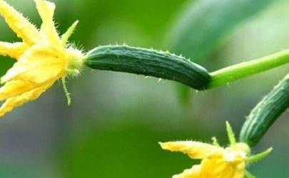 金猪年9月出生的人孩子命苦吗？插图