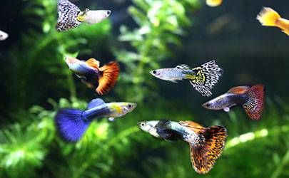 家居招烂桃花的风水布局插图