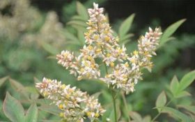 12生肖中的花花公子缩略图 12生肖中的花花公子