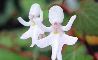 巳时男与申时女相合吗？申时女百事亨通插图