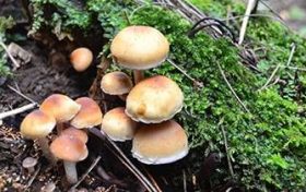 六十甲子日柱看一生 壬辰日生人吉凶论断缩略图 六十甲子日柱看一生 壬辰日生人吉凶论断