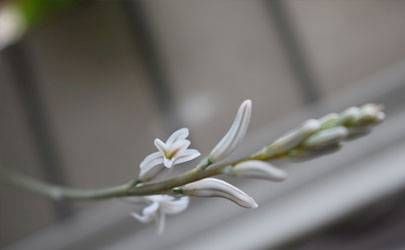 天生智障的孩子面相有什么特征 低智商儿童鼻基底塌陷的状态插图