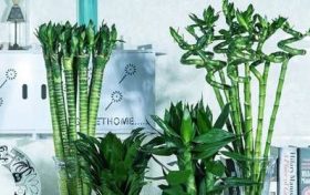 女人印堂有双雀纹究竟好不好命运走向缩略图 女人印堂有双雀纹究竟好不好命运走向