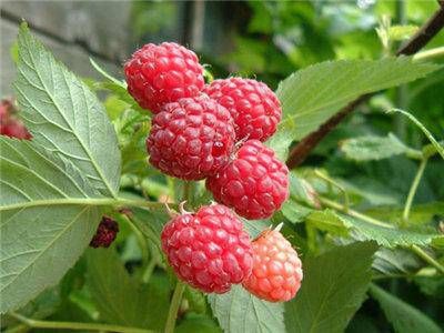97属牛和98属虎相克吗    在一起会怎样插图
