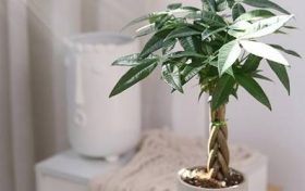 女人耳朵形状汇总大全 刀环耳女人命运缩略图 女人耳朵形状汇总大全 刀环耳女人命运