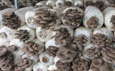眼白有痣面相解读 眼白有痣好不好插图