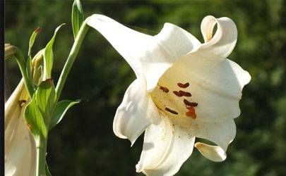 菩萨送的孩子带胎记好不好 观音菩萨送子的征兆插图