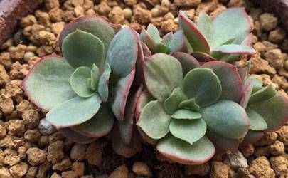 巩固婚姻的风水摆件及方法 巩固婚姻生活的植物摆放插图