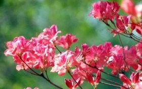 木命什么颜色最旺 绿色系最旺缩略图 木命什么颜色最旺 绿色系最旺
