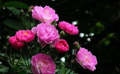 鸡年是哪一年 不同季节出生的属鸡人命运插图