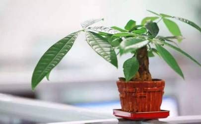 西时辰出生命怎样 西时辰是什么时间插图