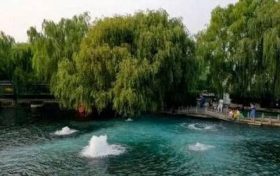 凤凰命的女人先苦后甜 正官星用神女人有凤凰命缩略图 凤凰命的女人先苦后甜 正官星用神女人有凤凰命