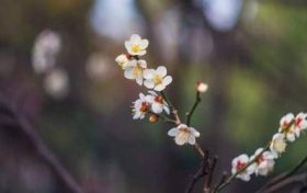 女人桃花运旺盛的面相解析缩略图 女人桃花运旺盛的面相解析缩略图