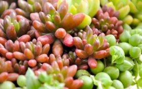 流年遇神煞飞刃会有什么影响 神煞飞刃是什么