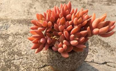 世界富豪最多农历出生月 生日算命农历几月与富豪们同月？插图