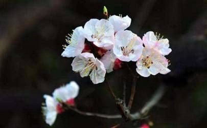 丙戌日柱一定离婚吗 丙戌日为什么婚姻不顺插图