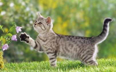 猫跟着你走是福气 家庭运势会得到提升插图