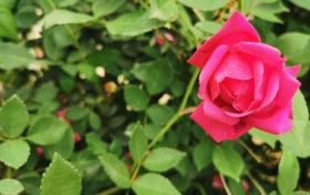 卯时出生的女孩命运如何 卯时出生的婚姻缩略图 卯时出生的女孩命运如何 卯时出生的婚姻