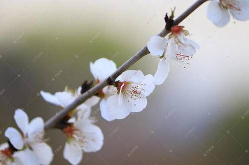 八字伤官见官如何化解  伤官见官为祸百端是什么意思插图