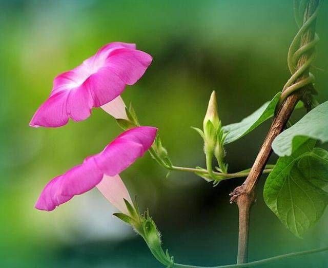 女命八字正官是什么意思 正官在八字中是在干好还是在支好插图
