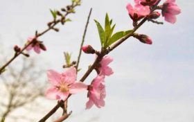 八字看灾难口诀 八字测水火之灾缩略图 八字看灾难口诀 八字测水火之灾