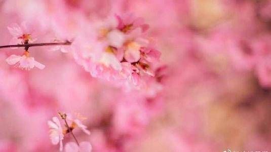 八字算命中哪个位置用神有力  八字用神力量越大插图