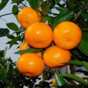八字从弱格的命好不好 从弱格的人性格特点插图