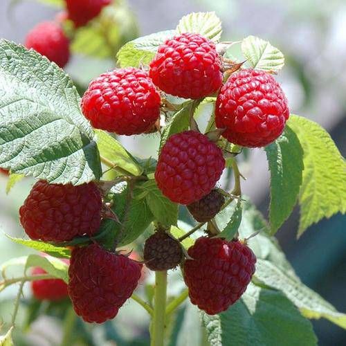 癸水女命性格特点 癸水命是凤凰转世插图