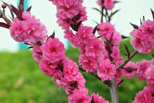 属狗养什么花带来好运 属狗的幸运花和旺财花插图