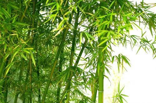 日坐比劫男人的性格 日坐比劫光棍命插图