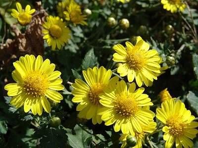 判断用神强弱的原则 八字取用神最准的方法插图
