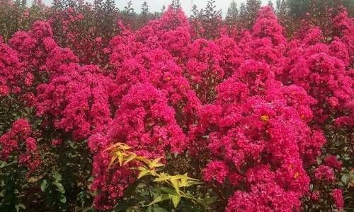 泽地萃卦详解  泽地萃卦与男女关系插图