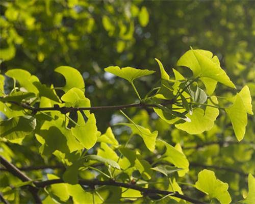 要防范桃花劫的几种八字  日主身弱并且官杀混杂插图