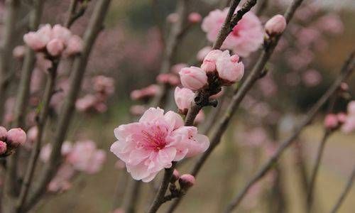 女占三八命硬吗  女占三八有办法破解吗插图