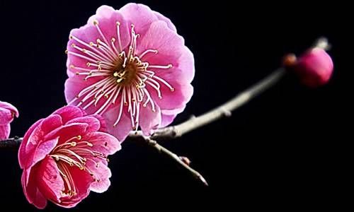 生辰八字讲究不  父母八字和子女八字有何关联插图
