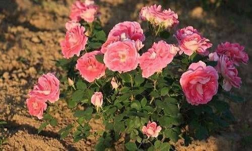 七杀格女命相貌是怎样的?七杀格女命的特点是什么插图