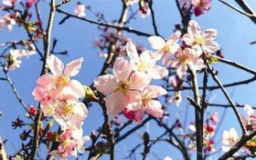 桃花运旺盛生肖缩略图 桃花运旺盛生肖