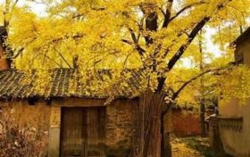 八字看你什么时候发财 正印偏印星多现缩略图 八字看你什么时候发财 正印偏印星多现