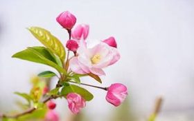 感情线上有许多分支 桃花运的手相怎么看缩略图 感情线上有许多分支 桃花运的手相怎么看