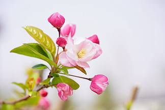 感情线上有许多分支 桃花运的手相怎么看插图
